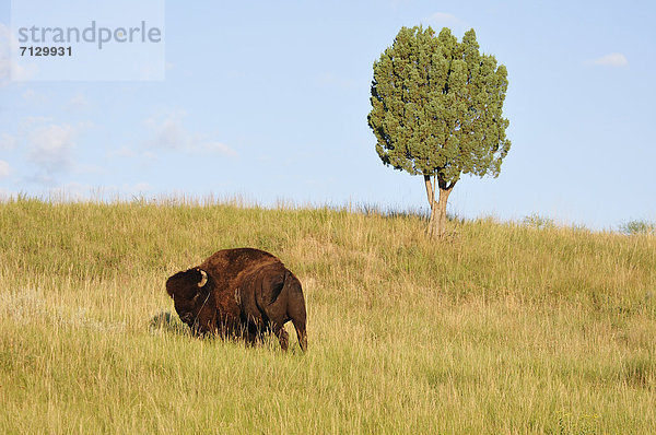 Vereinigte Staaten von Amerika  USA  Nationalpark  Amerika  Baum  Tier  Nordamerika  Steppe  Wiese  Büffel  Great Plains  Amerikanischer Bison  Bison  grasen  South Dakota