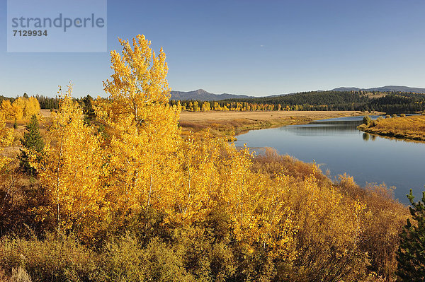 Espe  Populus tremula  Vereinigte Staaten von Amerika  USA  Nationalpark  Farbaufnahme  Farbe  Amerika  gelb  Fluss  Herbst  Nordamerika  Grand Teton Nationalpark  Laub  Wyoming