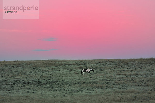 Vereinigte Staaten von Amerika  USA  Amerika  Himmel  grün  Nordamerika  Einsamkeit  amerikanisch  pink  Wiese  Stimmung  Wyoming