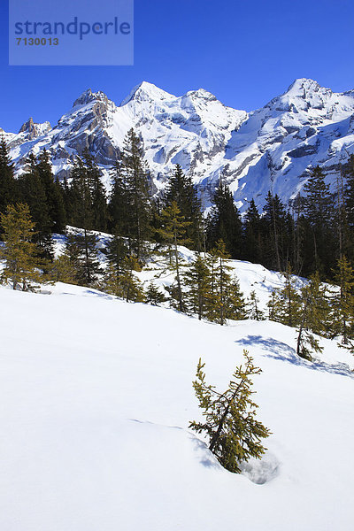 Kälte Panorama Europa Berg Winter Berggipfel Gipfel Spitze Spitzen Baum Himmel Steilküste Wald Eis Holz Alpen blau Ansicht Fichte Tanne Berner Alpen Westalpen Bern Berner Oberland Kandersteg Bergmassiv Schnee schweizerisch Schweiz Bergpanorama Schweizer Alpen