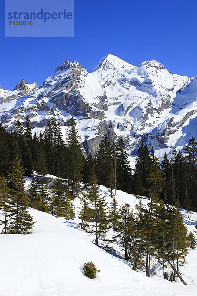 Kälte Panorama Europa Berg Winter Baum Himmel Steilküste Wald Eis Holz Berggipfel Gipfel Spitze Spitzen Gletscher Alpen blau Ansicht Fichte Tanne Berner Alpen Westalpen Bern Berner Oberland Kandersteg Bergmassiv Schnee schweizerisch Schweiz Bergpanorama Schweizer Alpen