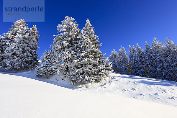 Europa Schneedecke Winter Sonnenstrahl Baum Himmel Schnee Wald Holz Alpen blau Sonnenlicht Tanne Sonne Schweiz