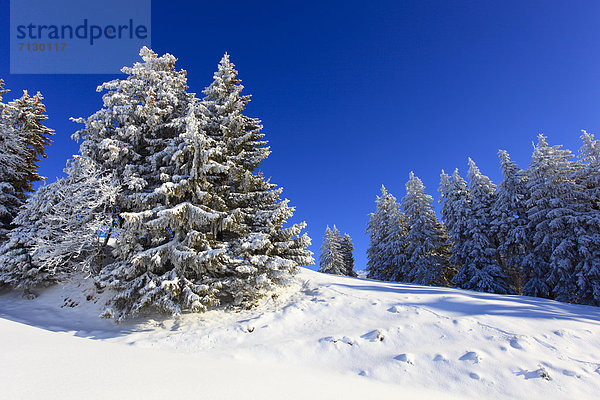 Europa Schneedecke Winter Sonnenstrahl Baum Himmel Schnee Wald Holz Alpen blau Sonnenlicht Tanne Sonne Schweiz