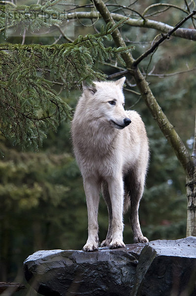 Vereinigte Staaten von Amerika  USA  Wolf  Canis lupus  Amerika  Tier  Wald