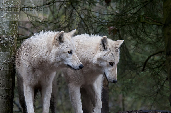 Vereinigte Staaten von Amerika  USA  Wolf  Canis lupus  Amerika  Tier  Wald