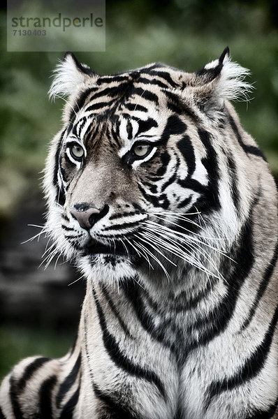 Vereinigte Staaten von Amerika  USA  Sumatratiger  Panthera tigris sumatrae  Tiger  Panthera tigris  Portrait  Amerika  Tier