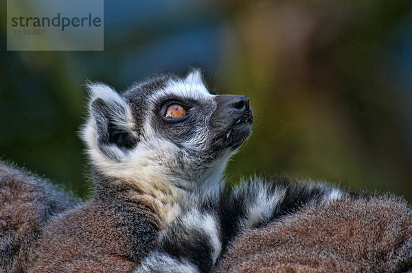 Vereinigte Staaten von Amerika  USA  Katta  Lemur catta  Amerika  Tier