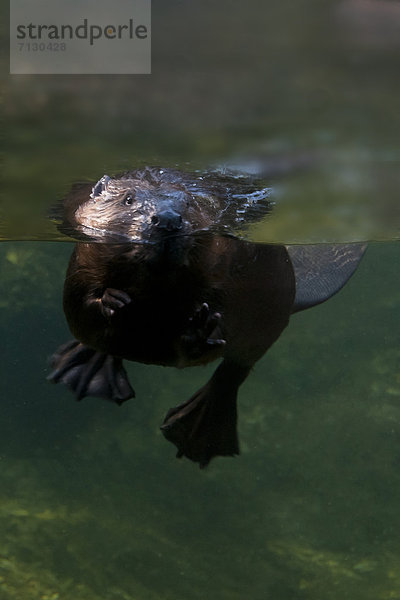 Vereinigte Staaten von Amerika  USA  Wasser  Amerika  Unterwasseraufnahme  Tier  Trennung  schwimmen  Biber
