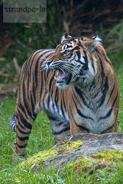 Vereinigte Staaten von Amerika  USA  Sumatratiger  Panthera tigris sumatrae  Tiger  Panthera tigris  Amerika  Tier