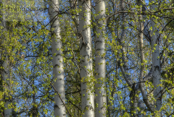 Espe Populus tremula Vereinigte Staaten von Amerika USA Baum Alaska Fairbanks