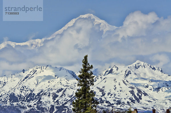 Vereinigte Staaten von Amerika  USA  Berg  Amerika  Baum  Ansicht  Mount McKinley  Alaska  Schnee