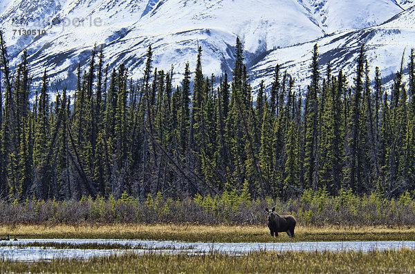 Nationalpark  Natur  Elch  Alces alces  Kluane Nationalpark  Kanada  Yukon