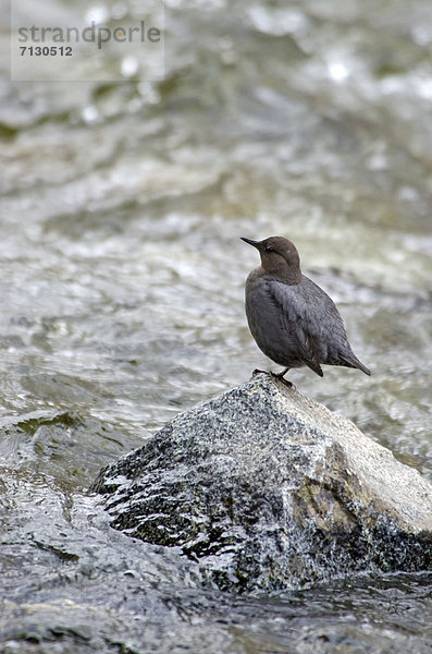 Vereinigte Staaten von Amerika  USA  Wasser  Amerika  Bach  Vogel  Grauwasseramsel  Cinclus mexicanus  Alaska