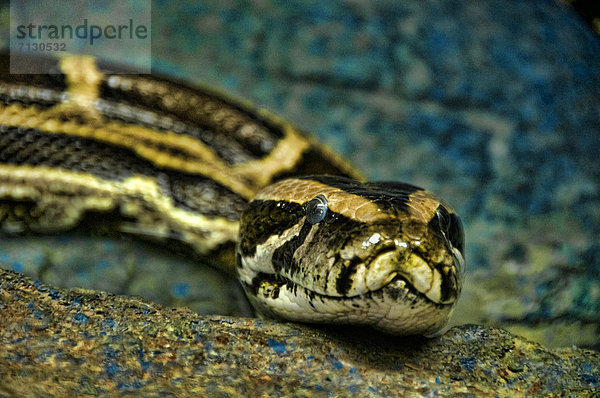 Vereinigte Staaten von Amerika  USA  Tier  Tigerpython  Python molurus  Pythonschlange