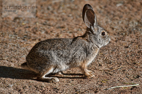 Vereinigte Staaten von Amerika  USA  Tier  Kaninchen  Berg-Baumwollschwanzkaninchen  Sylvilagus nuttallii
