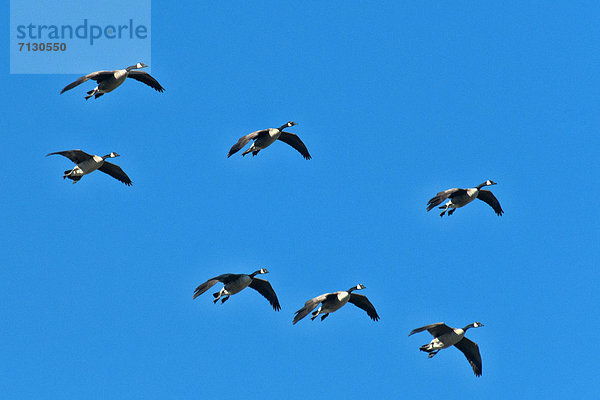 Vereinigte Staaten von Amerika  USA  fliegen  fliegt  fliegend  Flug  Flüge  Himmel  Arizona  Gans