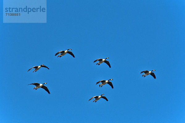 Vereinigte Staaten von Amerika  USA  fliegen  fliegt  fliegend  Flug  Flüge  Himmel  Arizona  Gans