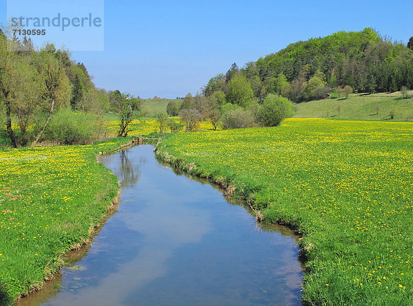 Blumenwiese Landschaftlich schön landschaftlich reizvoll Wasser Europa Blume Wald Pflanze Bach Holz Wiese Deutschland Oberpfalz