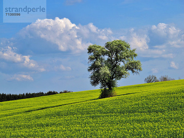 Birnbaum  Europa  Wolke  Baum  Himmel  Landwirtschaft  Blüte  blau  Rapsfeld  Deutschland  Oberpfalz