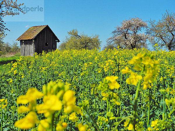 Hütte  Europa  Himmel  Landwirtschaft  Blüte  blau  Rapsfeld  Deutschland