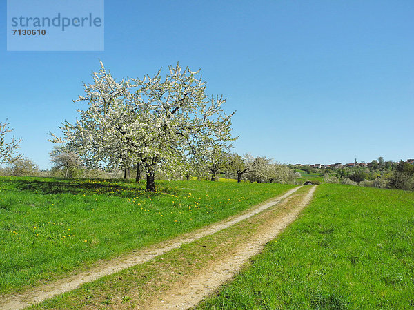 Kirschbaum  Kirsche  Europa  Baum  Himmel  Landwirtschaft  Blüte  Wiese  Feldweg  Deutschland  Weg