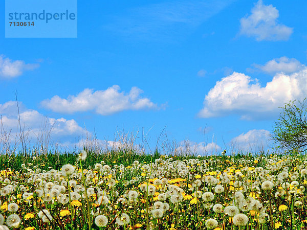 Europa  Blume  Himmel  Landwirtschaft  Pflanze  blühen  Wiese  Löwenzahn  Deutschland