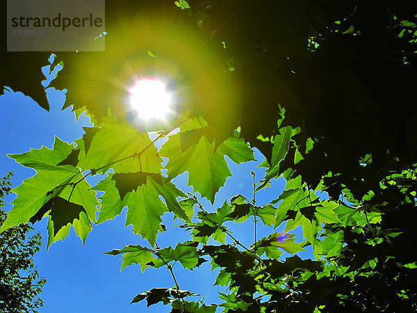 Baum Beleuchtung Licht Himmel blau Sonnenlicht Gegenlicht Sonne