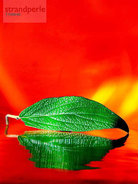 Beleuchtung  Licht  Pflanzenblatt  Pflanzenblätter  Blatt  grün  Spiegelung  Pflanze  Hintergrund  rot
