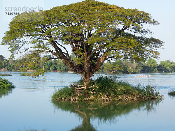 Baum  fließen  Fluss  Insel  Asien  Laos