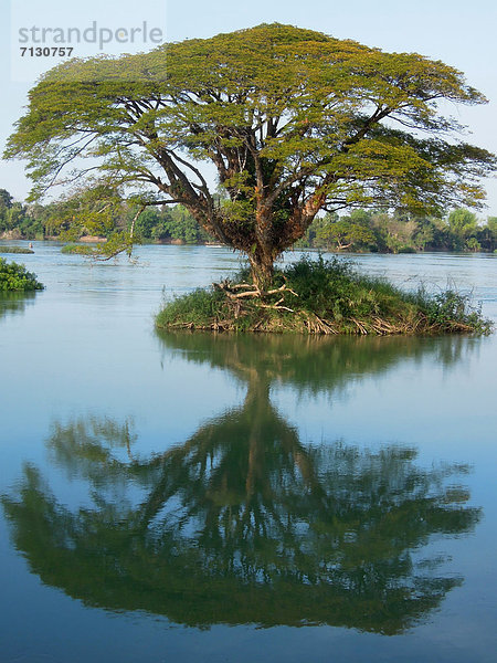 Baum  fließen  Fluss  Insel  Asien  Laos