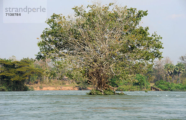 Baum  fließen  Fluss  Asien  Laos
