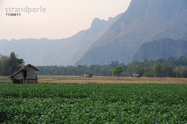 Landwirtschaft  Feld  Tabak  anbauen  Asien  Laos