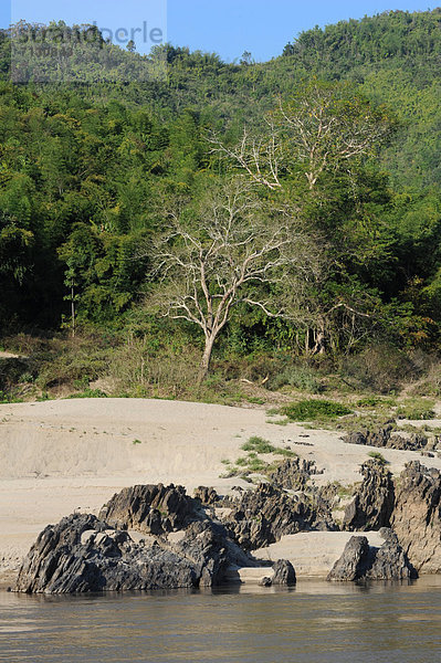 Baum  fließen  Fluss  Asien  Laos