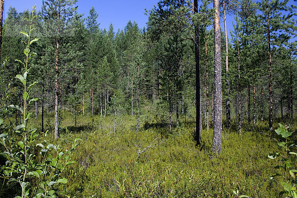 Urlaub Baum Landschaft Reise Wald Holz Tanne Finnland Nordeuropa Skandinavien