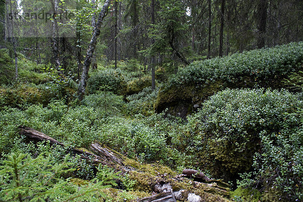 Urlaub Baum Reise Wald Holz Finnland Nordeuropa Skandinavien