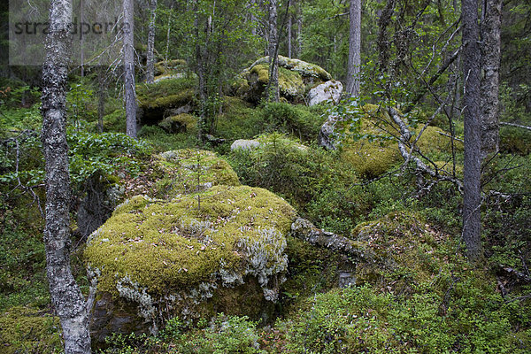 Urlaub Regenwald Wald Landschaftlich schön landschaftlich reizvoll Holz Finnland Moos Nordeuropa Skandinavien