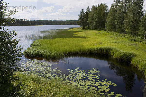 Wasserrand Wasser Urlaub Reise Wald See Holz Gras Finnland Nordeuropa Skandinavien