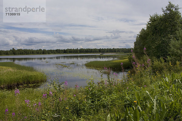 Wasserrand Wasser Urlaub Reise Wald See Holz Gras Finnland Nordeuropa Skandinavien