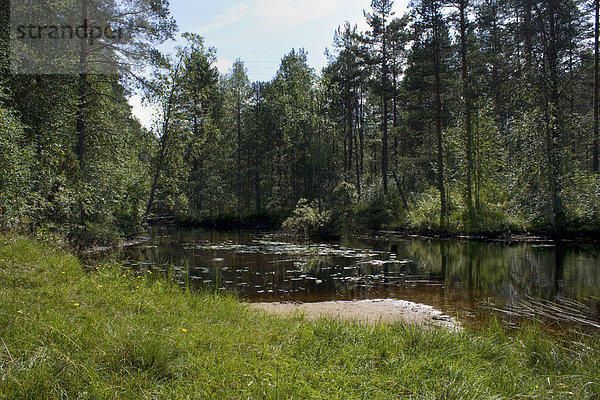 Wasserrand Wasser Urlaub Baum Reise Wald See Fluss Holz Finnland Nordeuropa Skandinavien