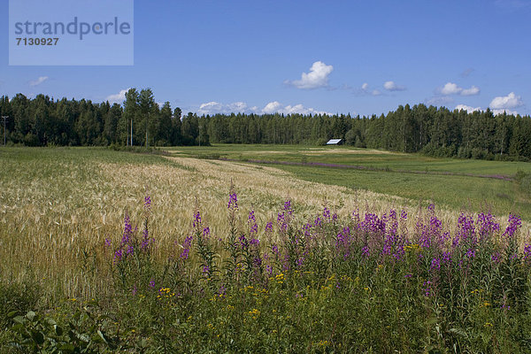 Getreide Urlaub Blume Landschaft Landwirtschaft Reise Wald Pflanze Holz Wiese Agrarland Finnland Nordeuropa Skandinavien