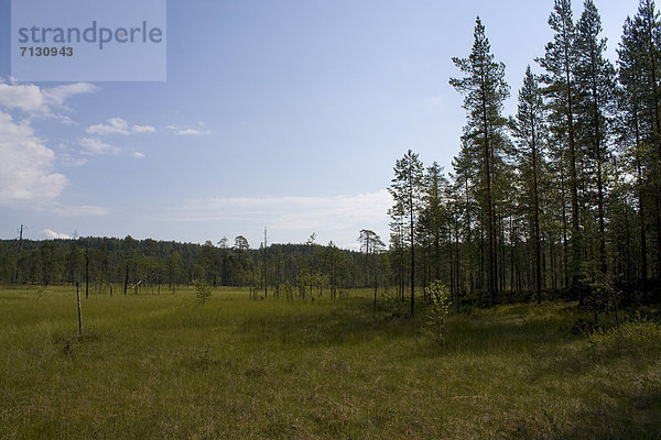 Urlaub Landschaft Reise Wald Holz Sumpf Finnland Nordeuropa Skandinavien Taiga