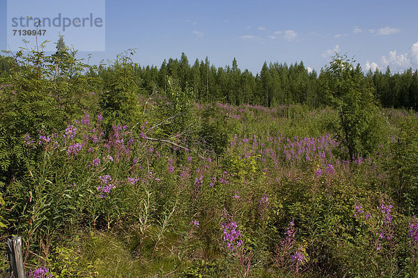 Urlaub Blume Landschaft Reise Wald Landschaftlich schön landschaftlich reizvoll Pflanze Holz Strauch Finnland Nordeuropa Aufforstung Skandinavien