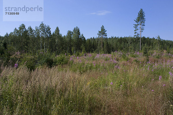 Urlaub Blume Landschaft Reise Wald Landschaftlich schön landschaftlich reizvoll Pflanze Holz Strauch Finnland Nordeuropa Aufforstung Skandinavien