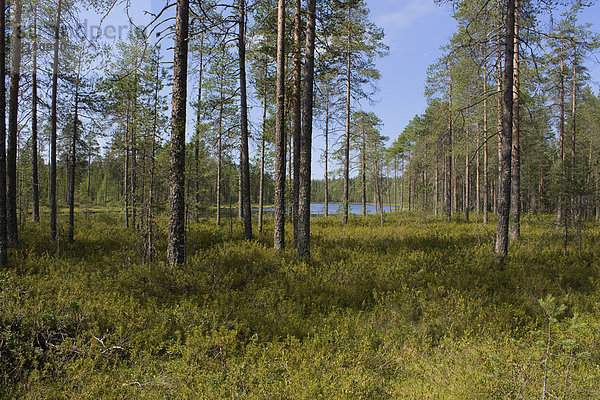 Urlaub Baum Landschaft Reise Wald Landschaftlich schön landschaftlich reizvoll Strauch Holz Beerenobst Tanne Finnland Nordeuropa Skandinavien