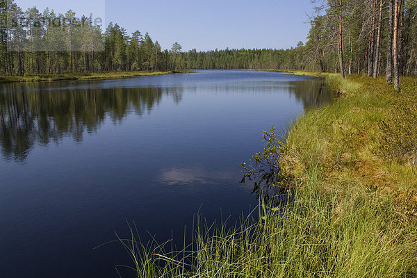 Wasser Urlaub Spiegelung Baum Landschaft Reise Wald See Holz Tanne Finnland Spiegel Nordeuropa Skandinavien