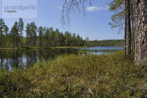 Wasser Urlaub Spiegelung Baum Landschaft Reise Wald See Holz Tanne Finnland Spiegel Nordeuropa Skandinavien