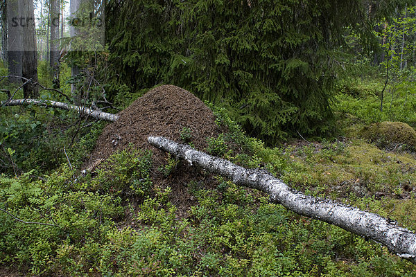 Laubwald Urlaub Gebäude Tier Reise Wald Holz Insekt Ameise Finnland Nordeuropa Skandinavien