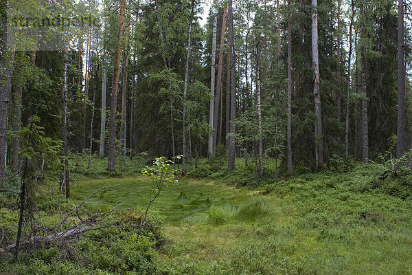 Urlaub Baum Landschaft Reise Wald Landschaftlich schön landschaftlich reizvoll Holz Gras Finnland Nordeuropa Skandinavien