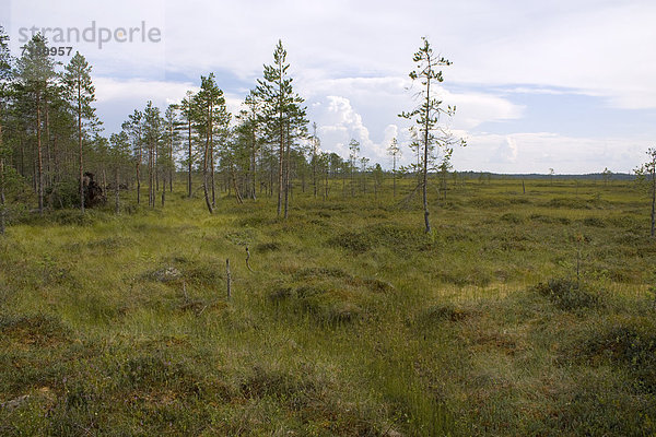 Urlaub Landschaft Reise Wald Holz Sumpf Finnland Nordeuropa Skandinavien Taiga
