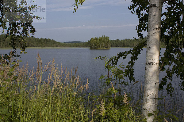 Wasser Urlaub Baum Reise Wald See Holz Insel Birke Finnland Nordeuropa Skandinavien